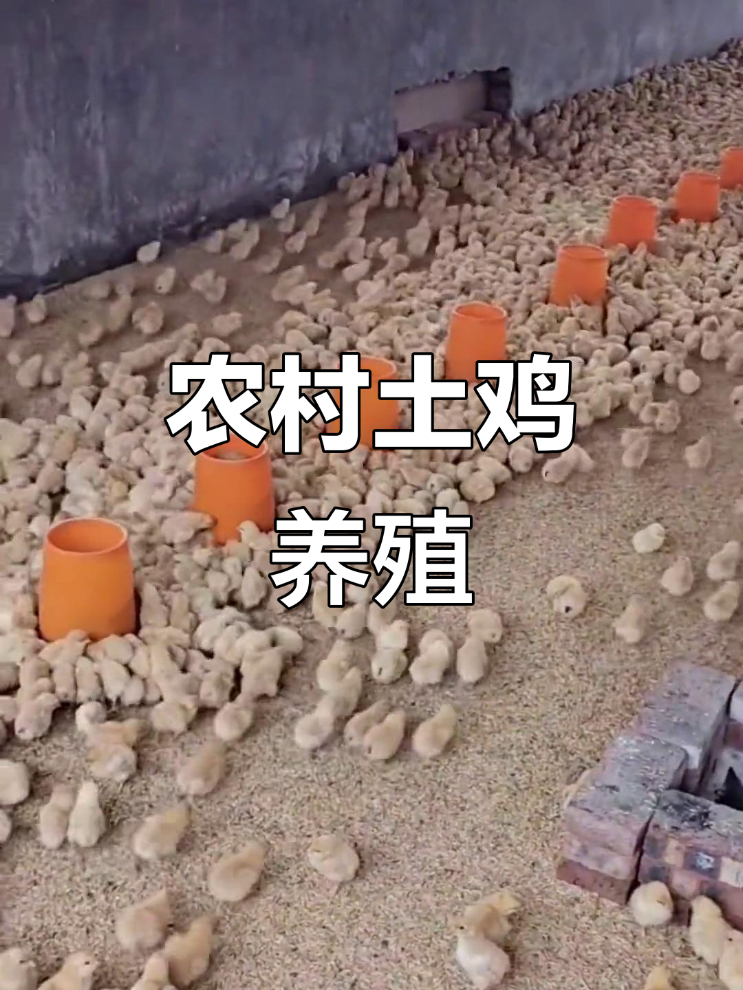 农村养鸡前景分析(农村养鸡前景怎么样)