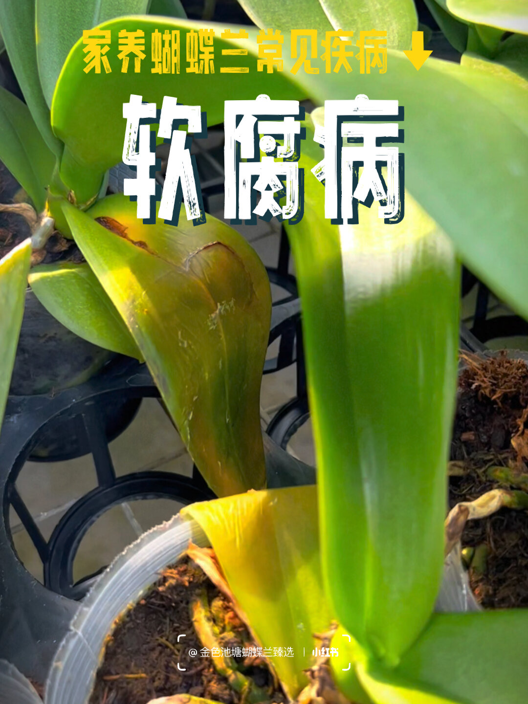 家养蝴蝶兰|常见病虫害防治系列1:软腐病-度小视