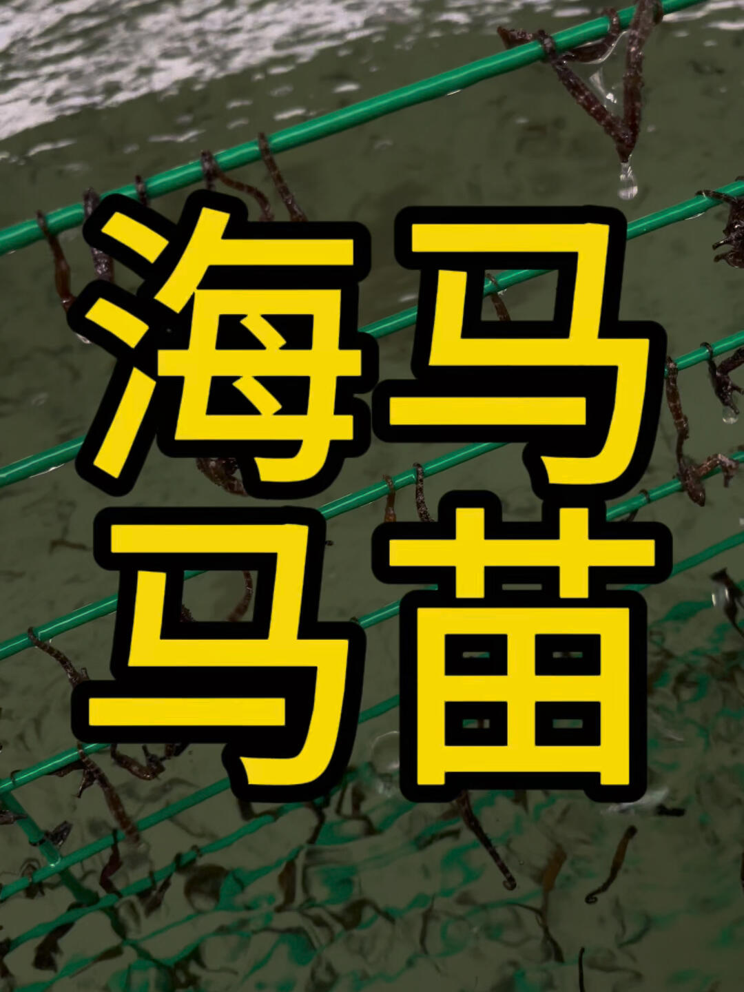 海马养殖心得1.海马对水质要求非常高我们养殖基地建在海边抽取