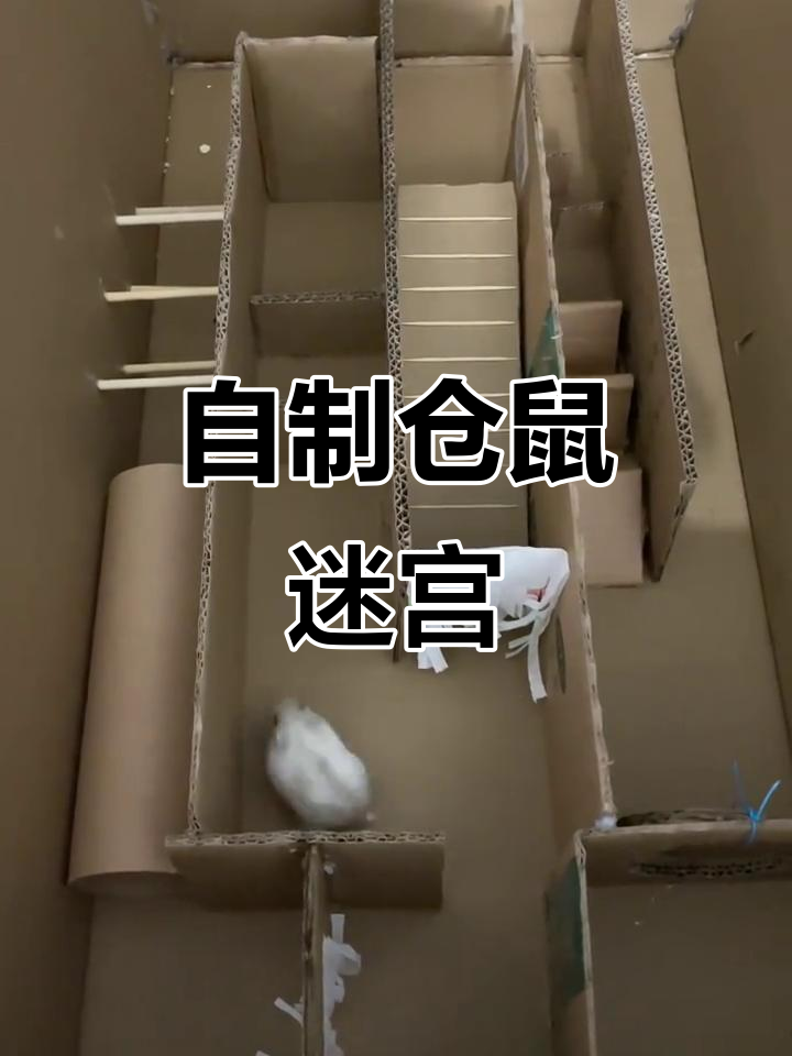 仓鼠迷宫大挑战,自制闯关玩具乐趣多