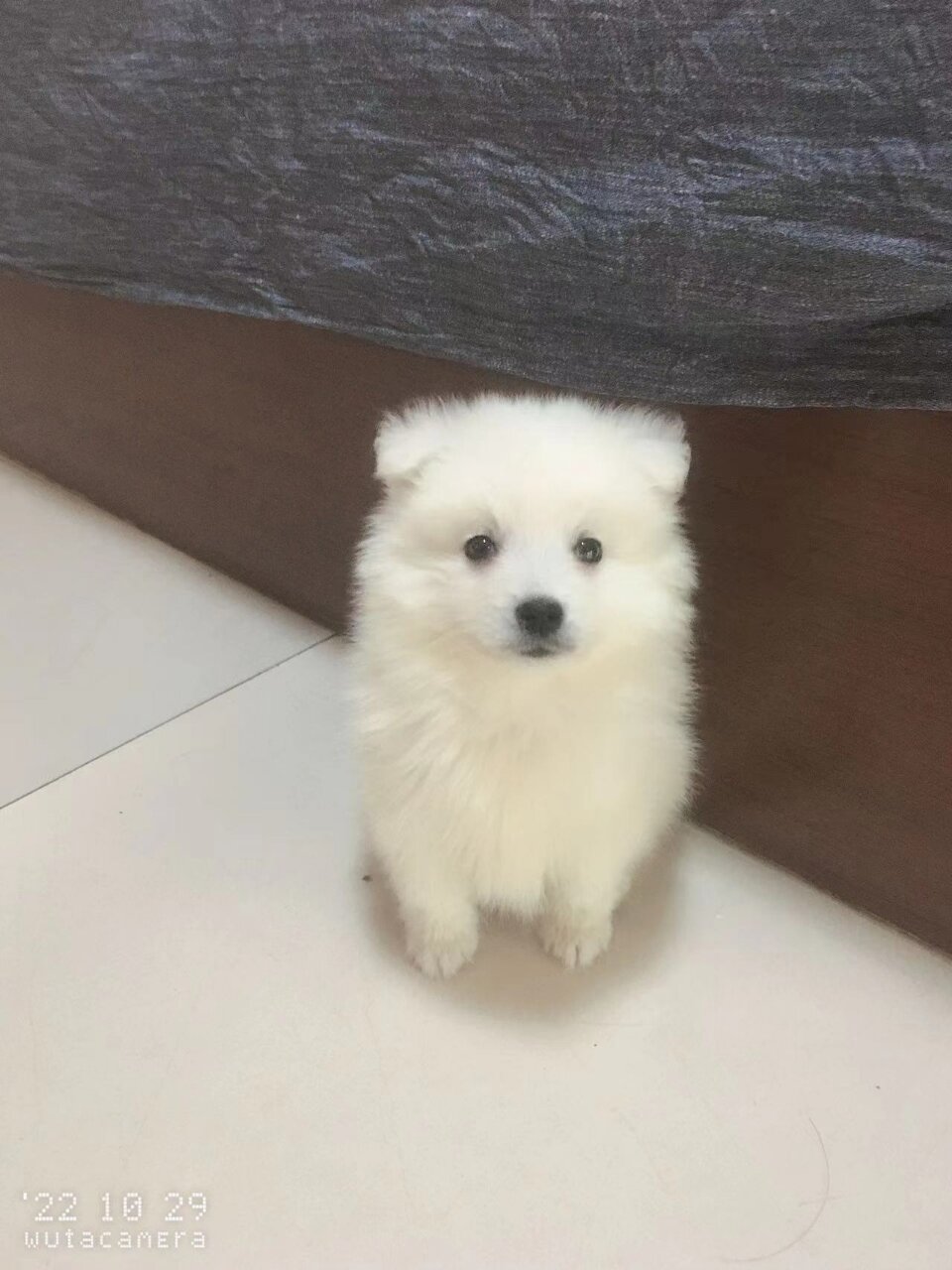 纯种银狐幼犬一只小公狗出售