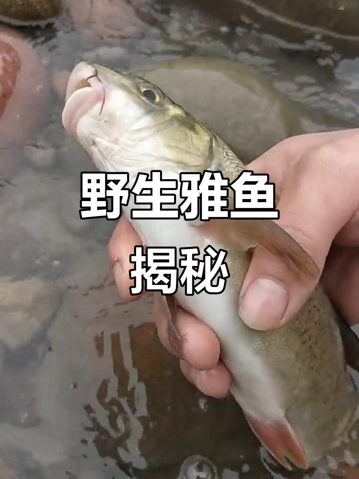 河中野生雅鱼,自然生长的珍稀美味