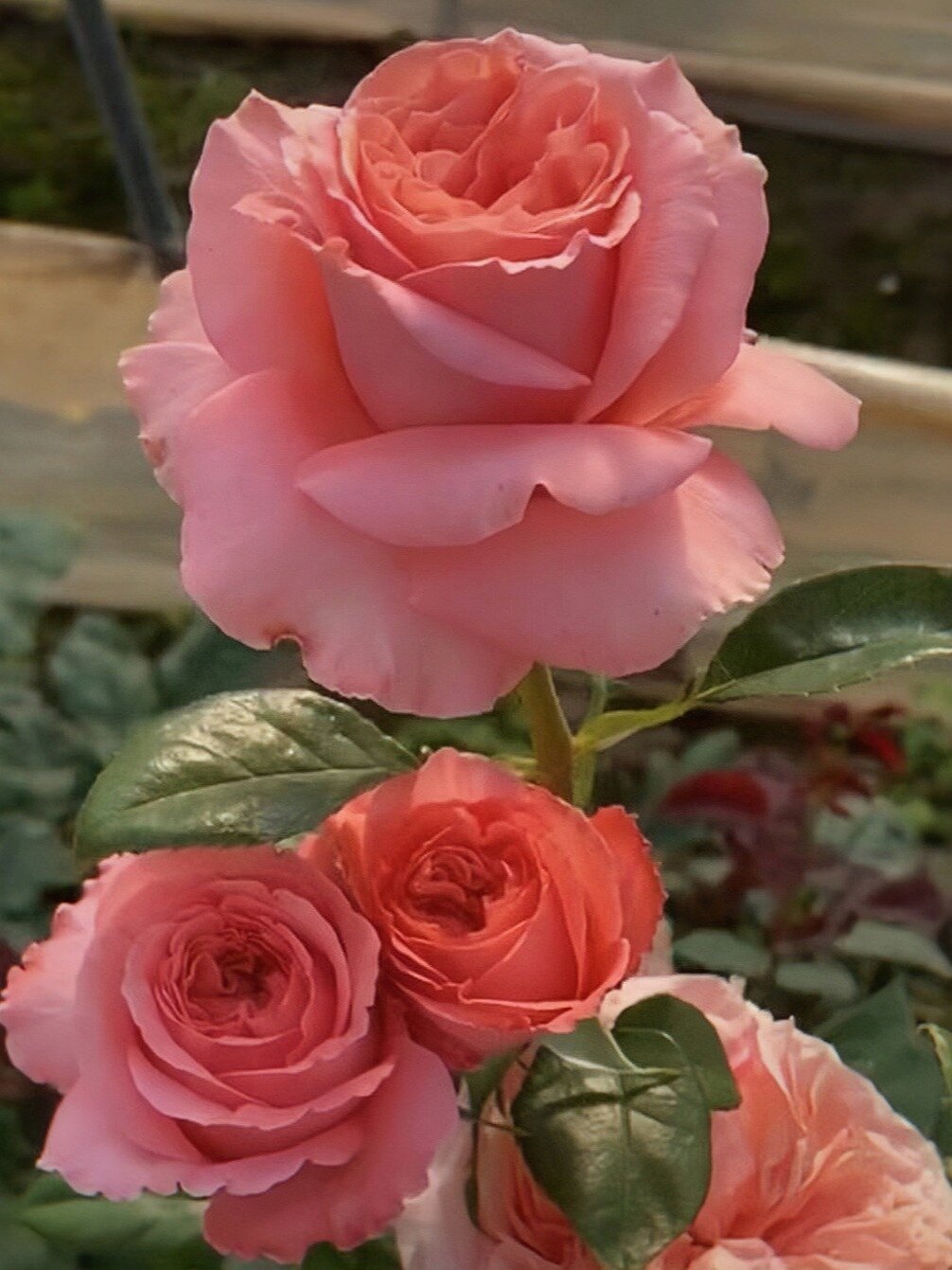 伦敦眼切花月季