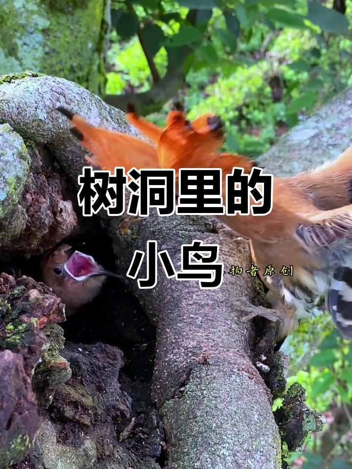 树洞里的美丽鸟儿,藏匿着温馨家园