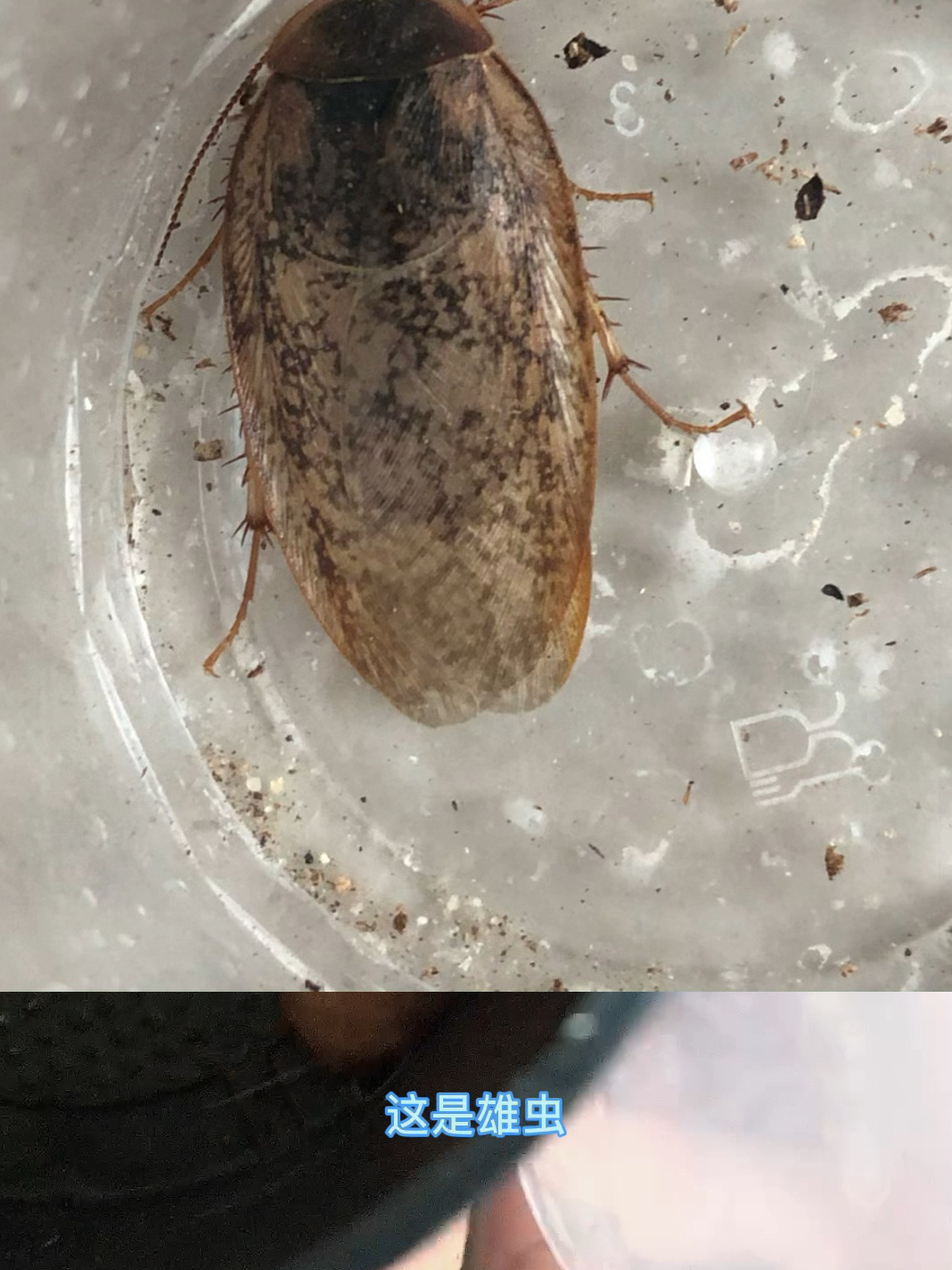 雌雄差别巨大的地鳖