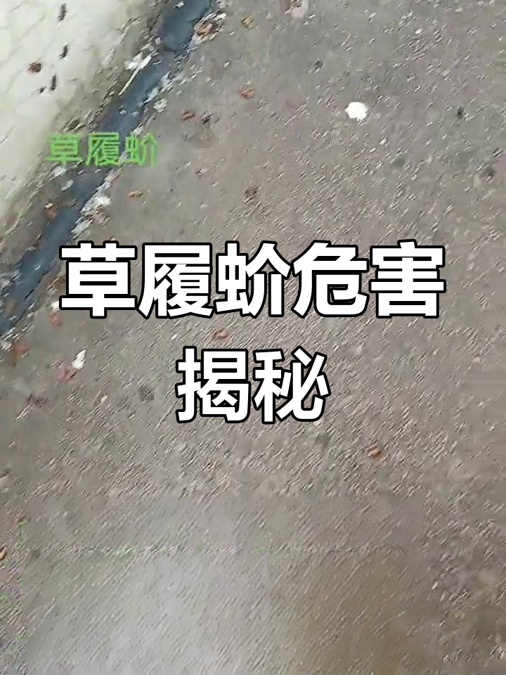 济南多地现草履蚧,吸食树液导致枝条枯萎