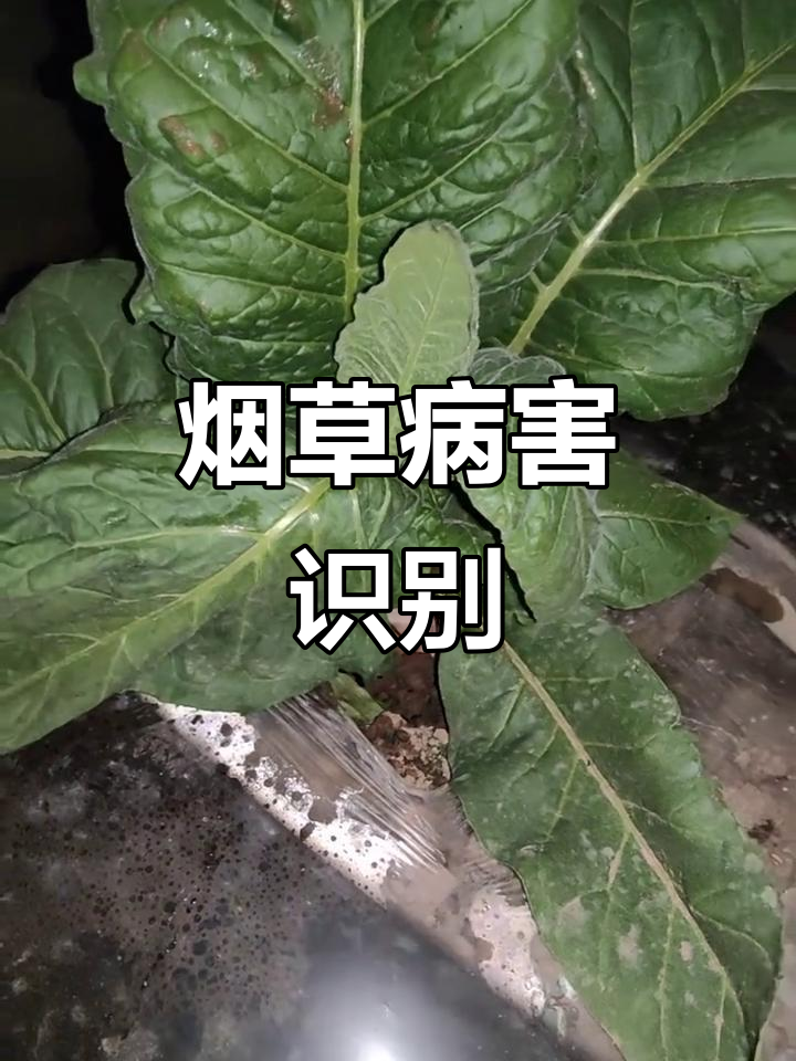 烤烟青枯病,叶片黄化凋萎,逐渐向上蔓延