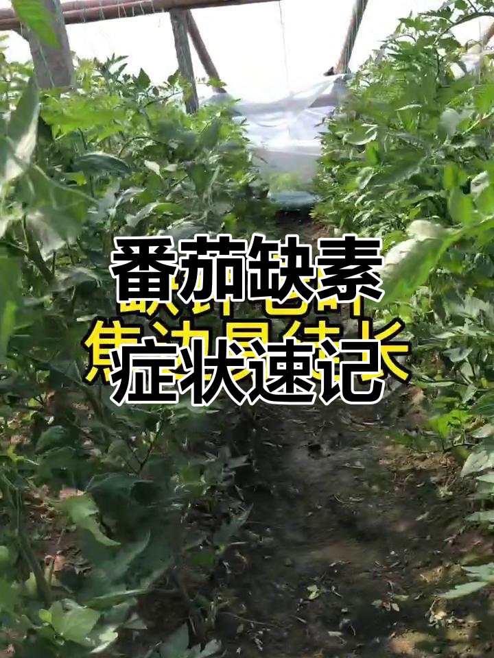 西红柿缺素症状全解析,10秒学会识别