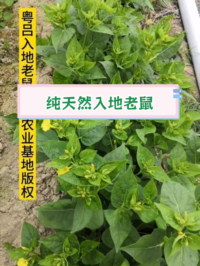 入地老鼠:天然绿色植物的神奇功效