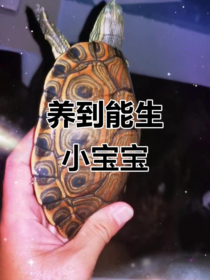 甜甜圈龟成长记:两年后你也能繁殖了!