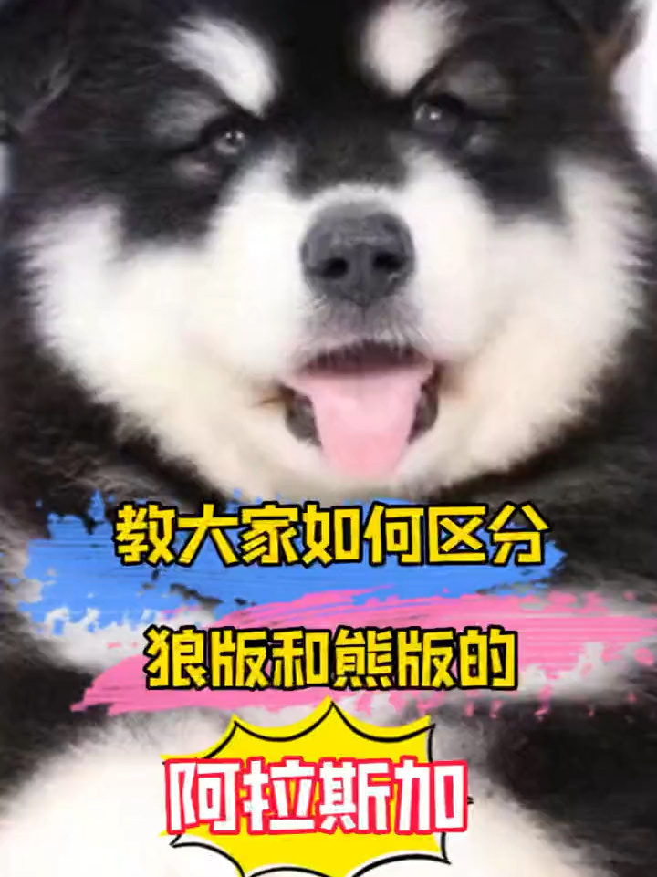 狼版和熊版阿拉斯加,教你如何挑选分辨-度小视