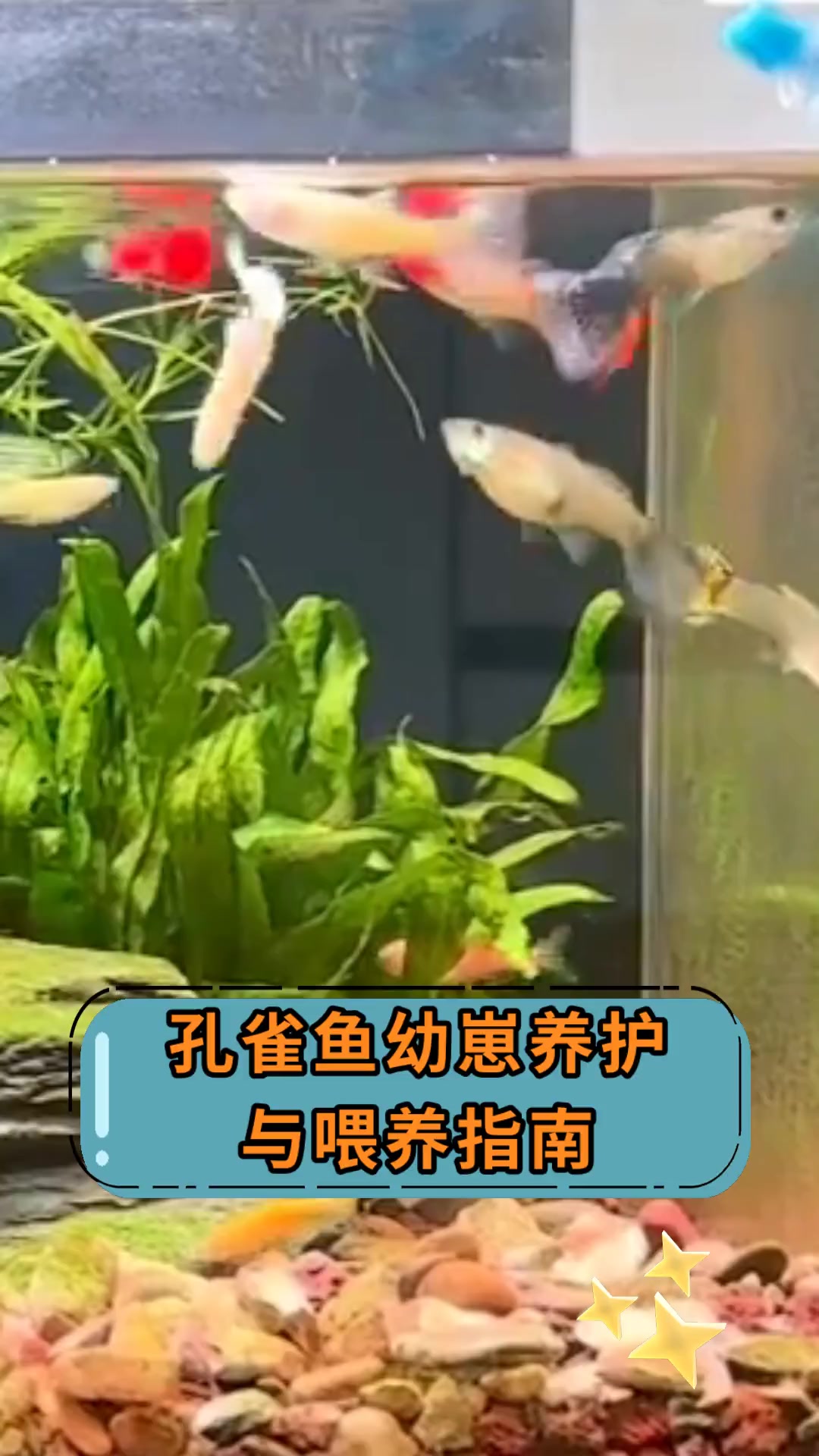 孔雀鱼幼崽养护,与喂养指南