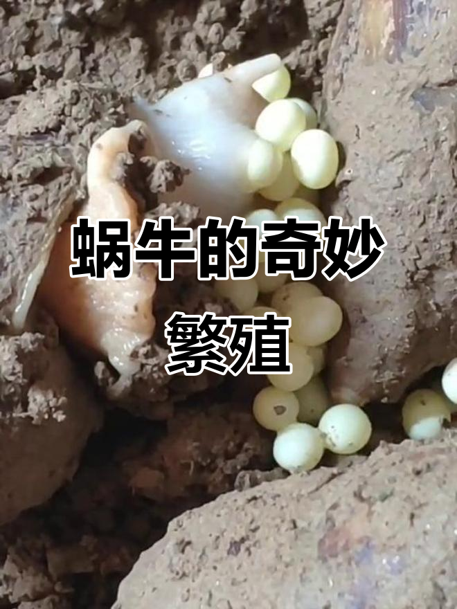 蜗牛产卵,竟然这么有趣!