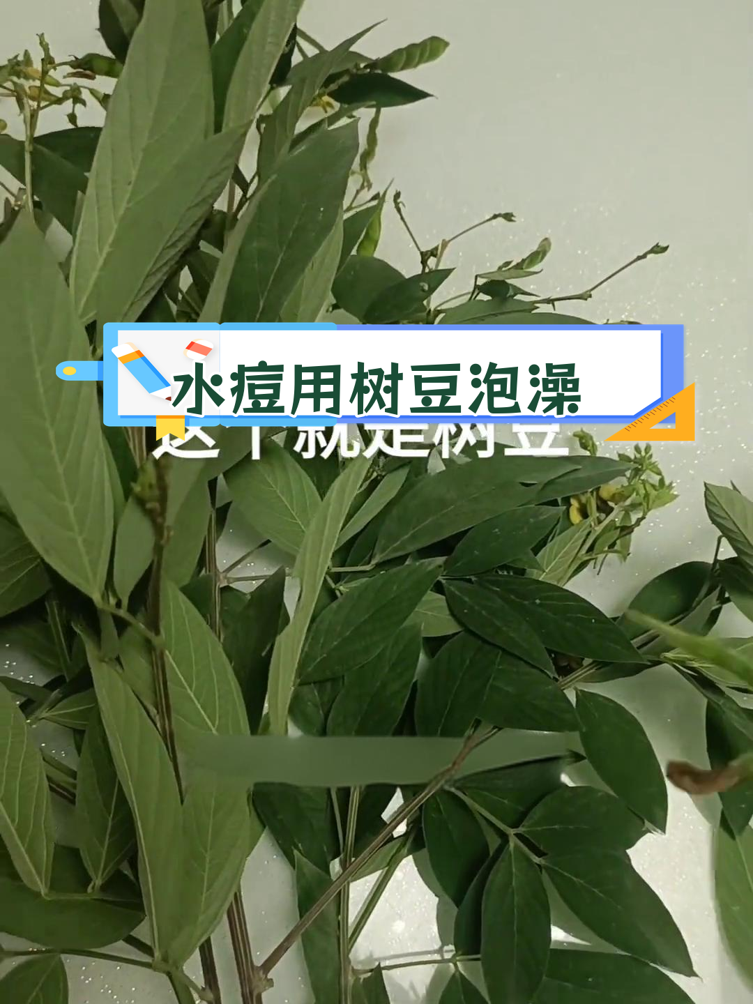 小孩子水痘治疗法:树豆水泡澡三天见效