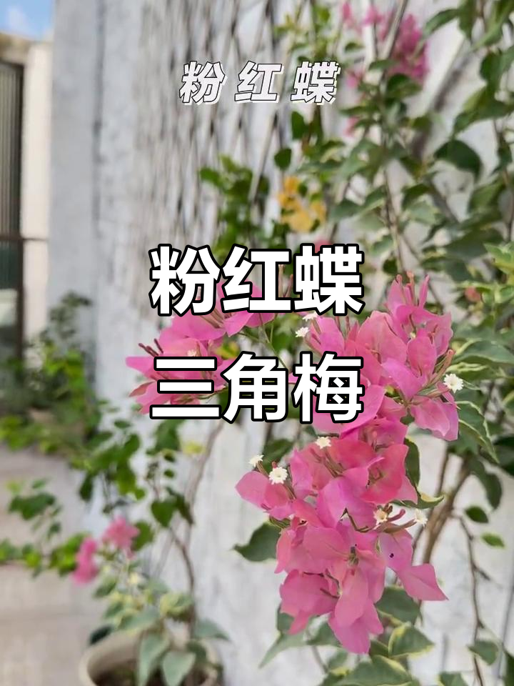 三角梅中的粉红蝶,美丽又神秘
