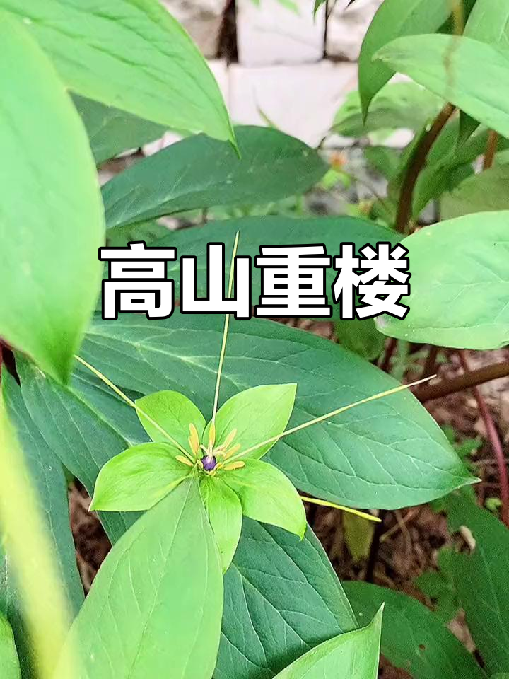 灯台七,生长于高山阴湿地,草本植物独特生态