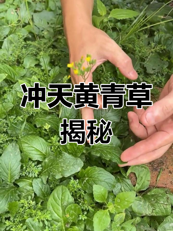 冲天黄青草:一种独特植物,你见过吗?