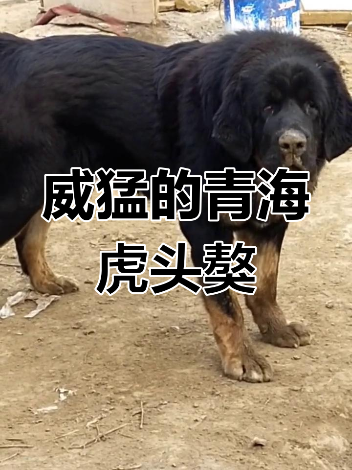 青海虎头獒:肩高七十,威风凛凛