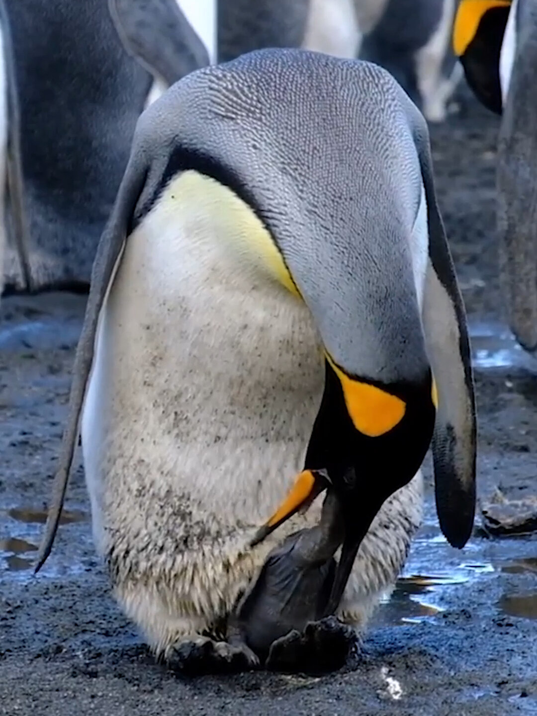 南极王企鹅哺育宝宝瞬间