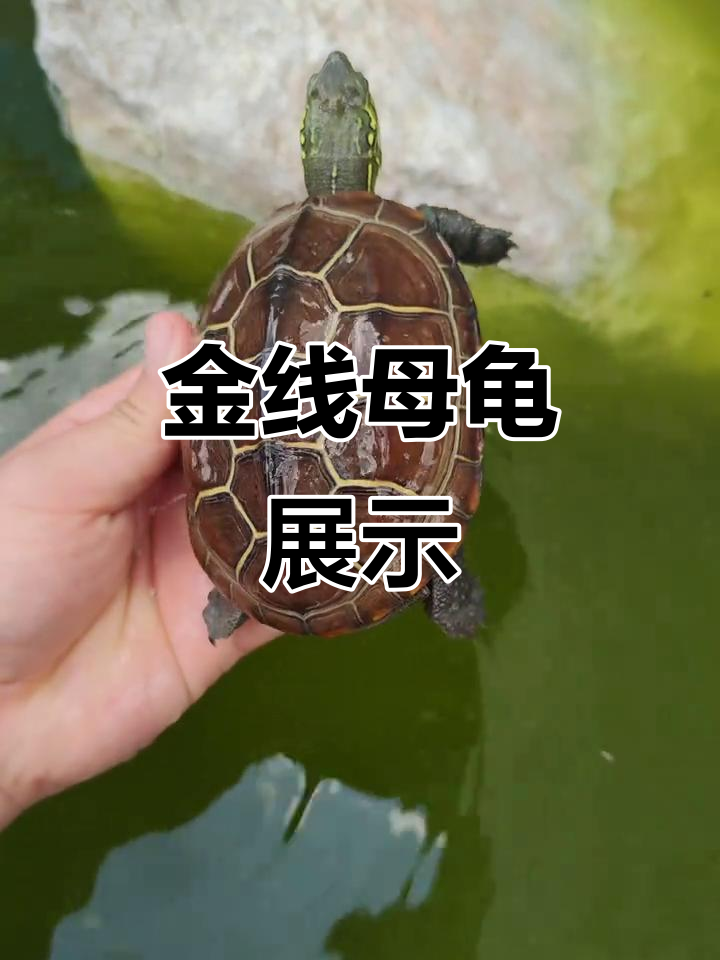 苏北金线草龟,稀有品种仅供欣赏