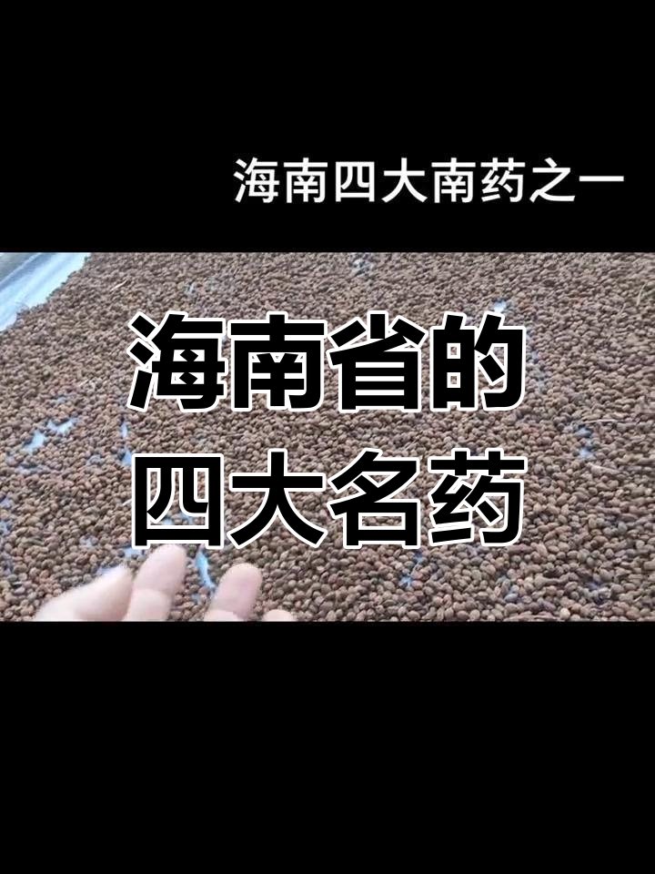 海南四大南药,你都知道吗?