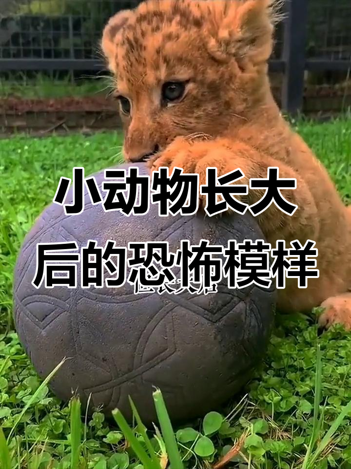 这些小动物长大后竟然这么可怕,黑豹,狼和狮子的变化惊人