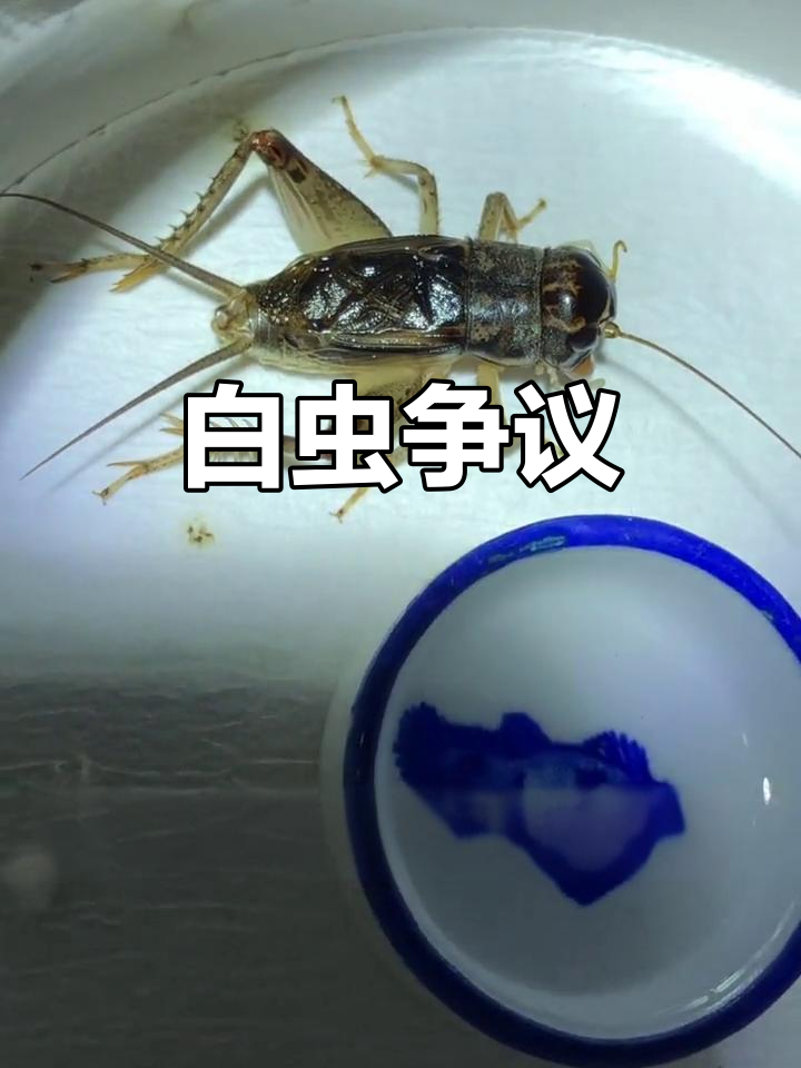 2021年6千买的蛐蛐,有人说是白虫,你们怎么看?