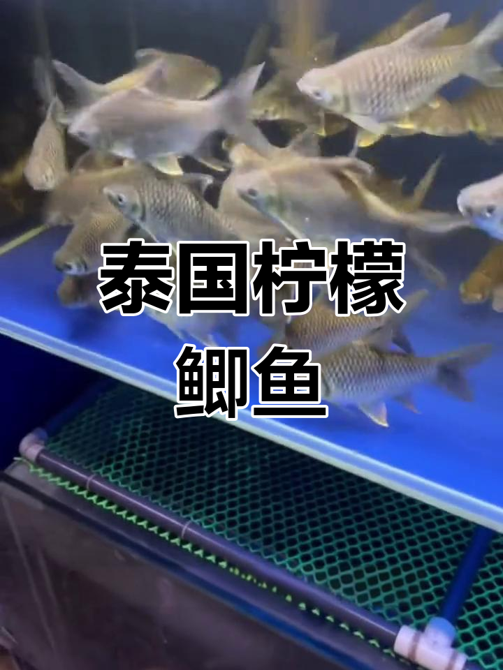 泰国柠檬鲫鱼:群游强,易养,适合与龙鱼混养