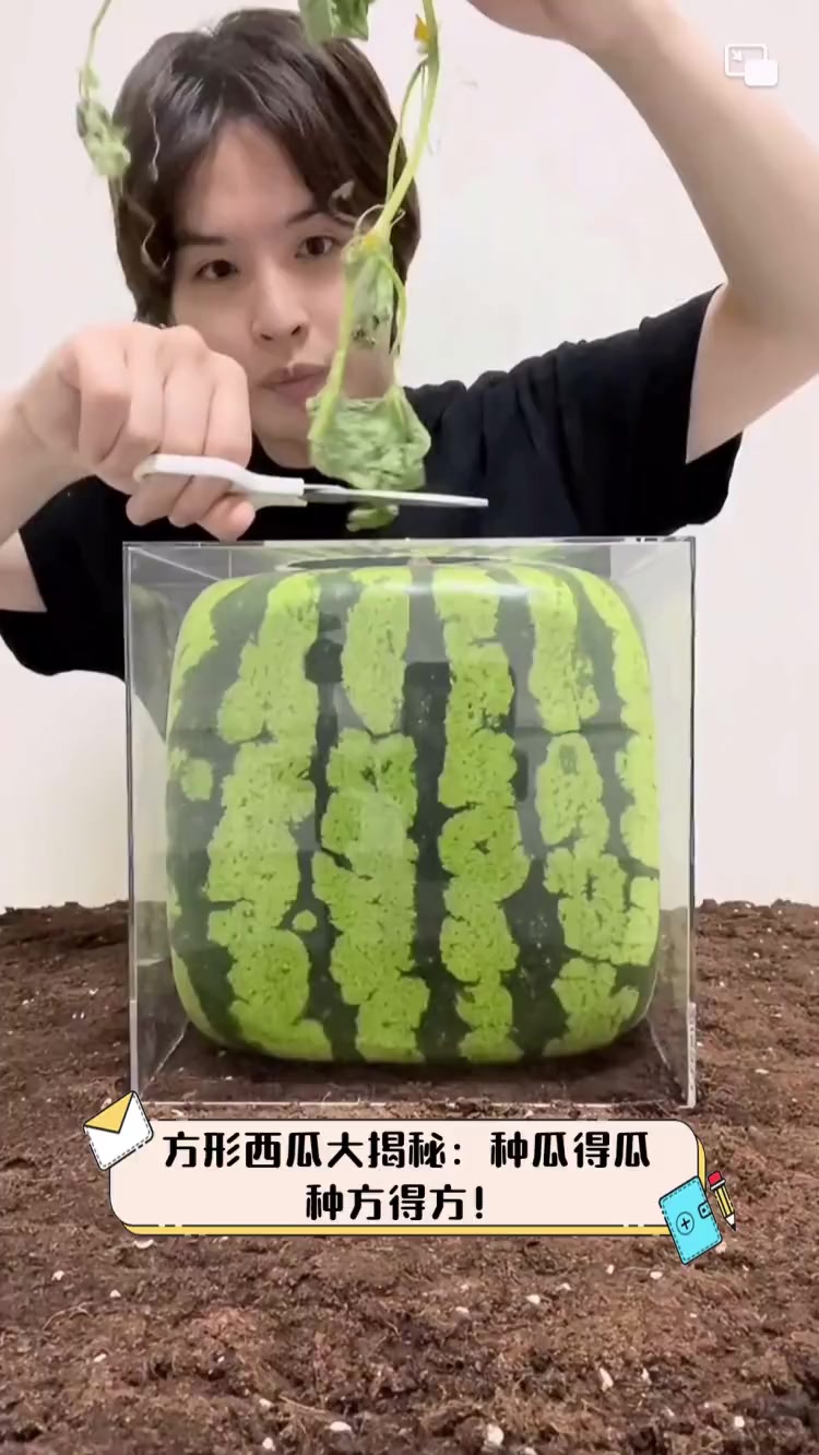 方形西瓜大揭秘:种瓜得瓜,种方得方!