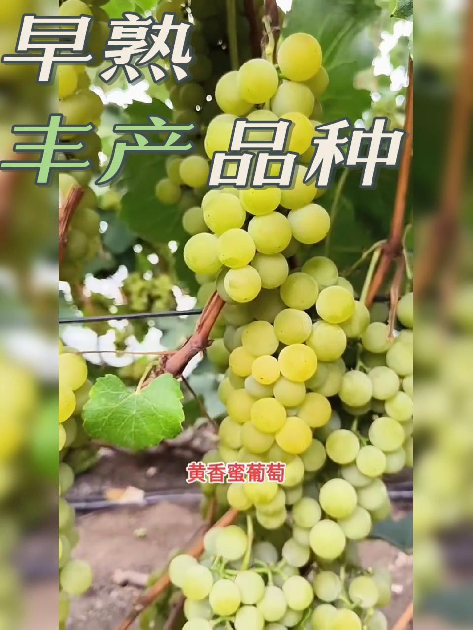 早熟丰产黄香蜜葡萄苗基地直发 大棚葡萄栽培品种推荐 葡萄种植 三农