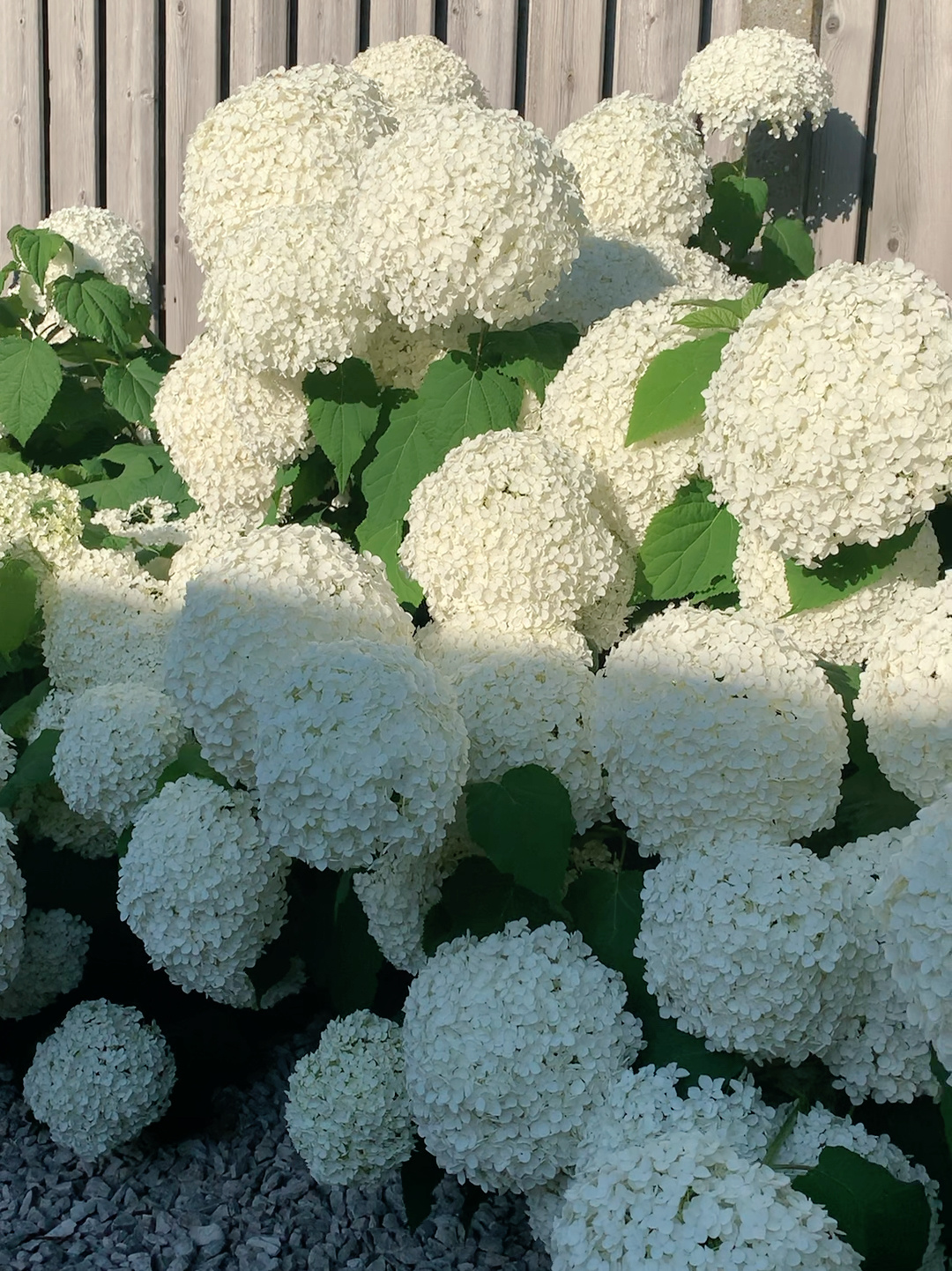 夕阳下的随风惬意的贝拉安娜绣球