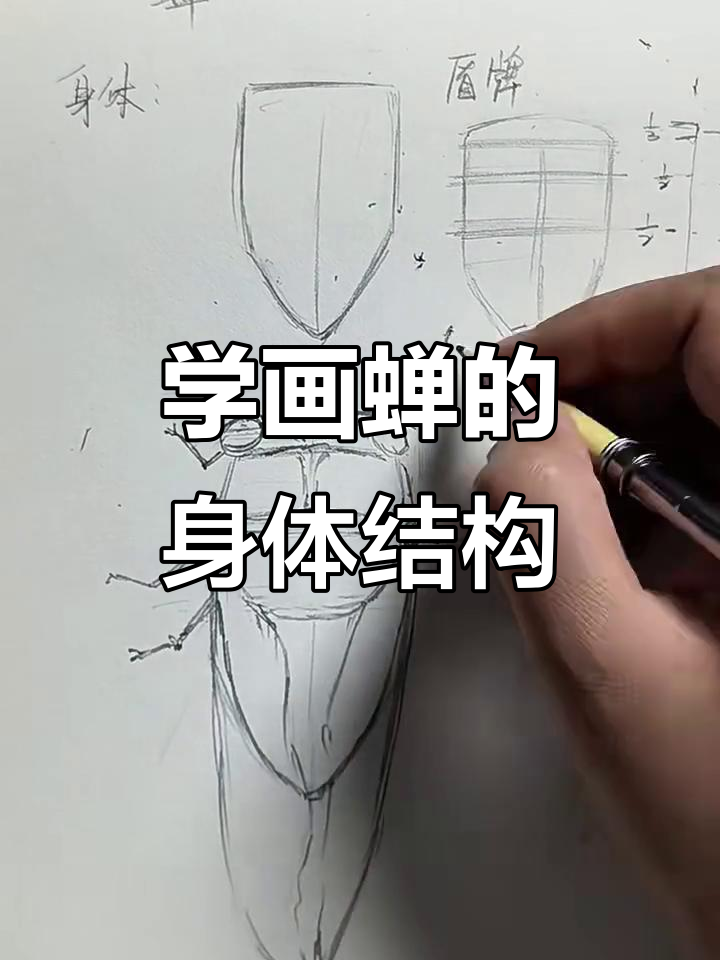 蝉的翅膀与身体比例详解,轻松画出栩栩如生的形象