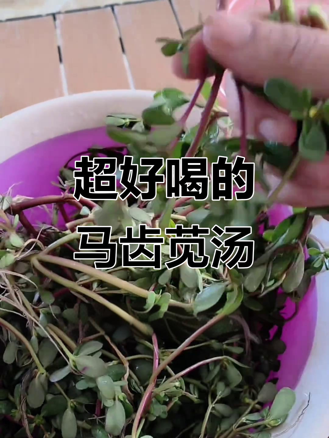 闽南马齿苋汤,味道超赞!你尝过吗?