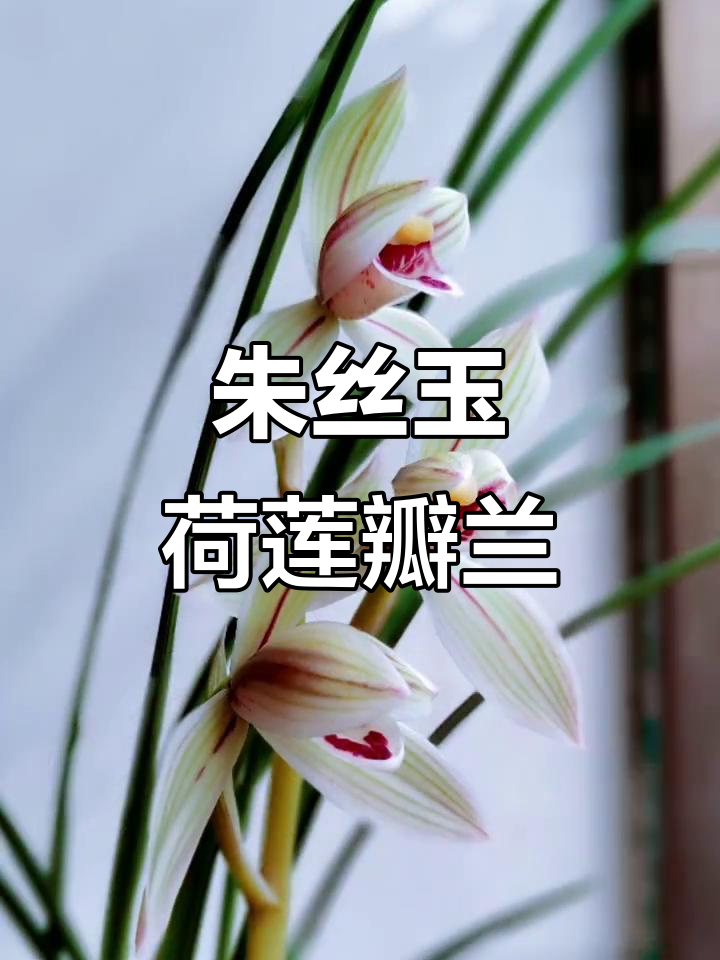 莲瓣兰朱丝玉荷:美丽与优雅的完美结合