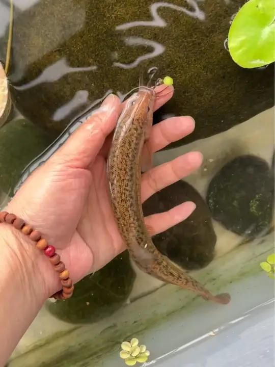 天气冷了人不想动,原来他们也一样 宠物泥鳅 万物有灵 奇妙的动物