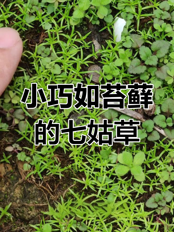 漆姑草:像苔藓一样的小巧植物,北方常见