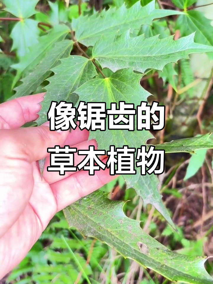 野外遇到这种锯齿叶植物,你会被吓到吗?