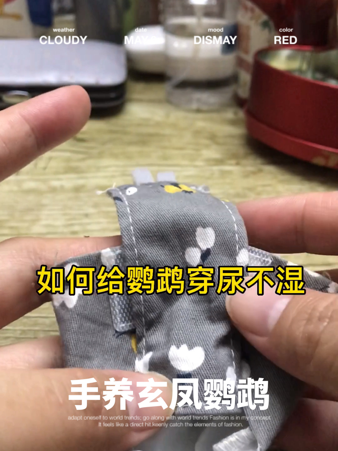如何给鹦鹉穿尿不湿,记得出门带安全绳