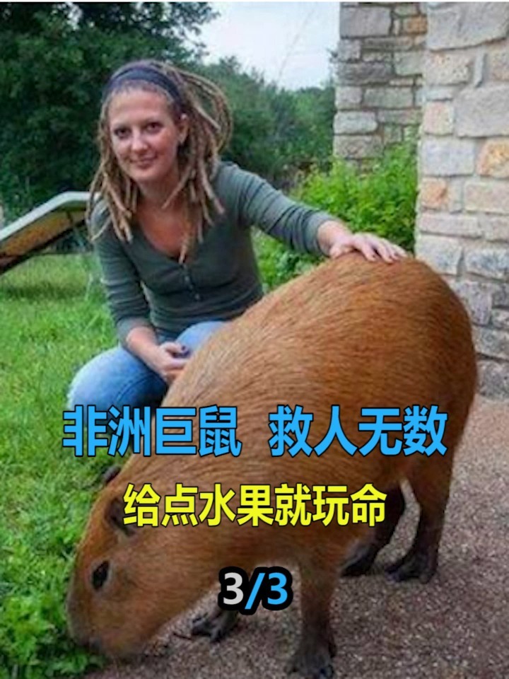 非洲巨鼠 救人无数,给点水果就玩命