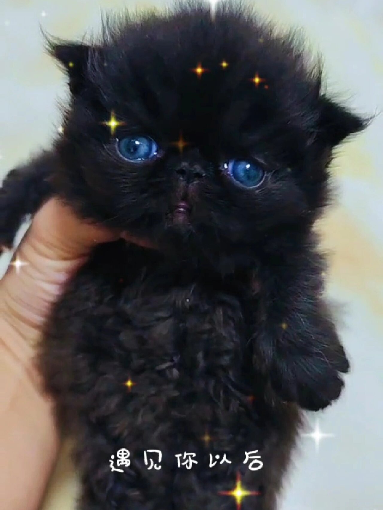 我的梦中情猫|纯黑加菲猫