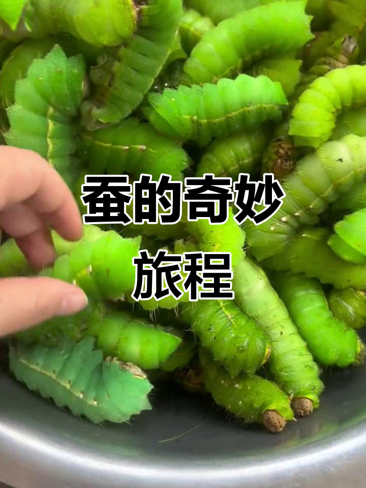 蚕宝宝从卵到蛹,经历四次蜕变,最终化为丝茧