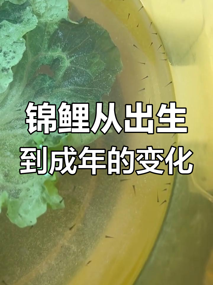 从孵化到长大,锦鲤成长全纪录