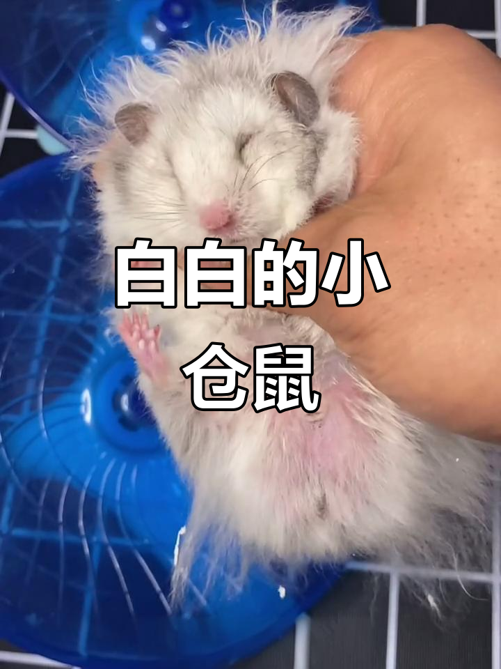 纯白色仓鼠宝宝,竟然不像爸妈!
