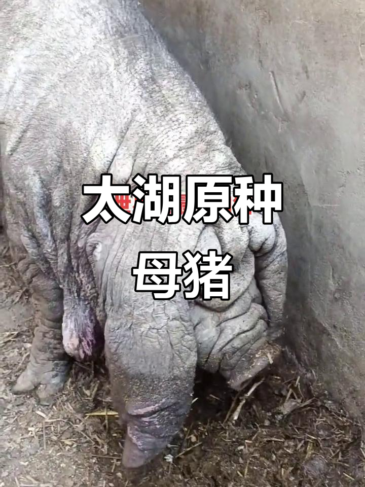 纯种太湖母猪,二花脸大耳超可爱