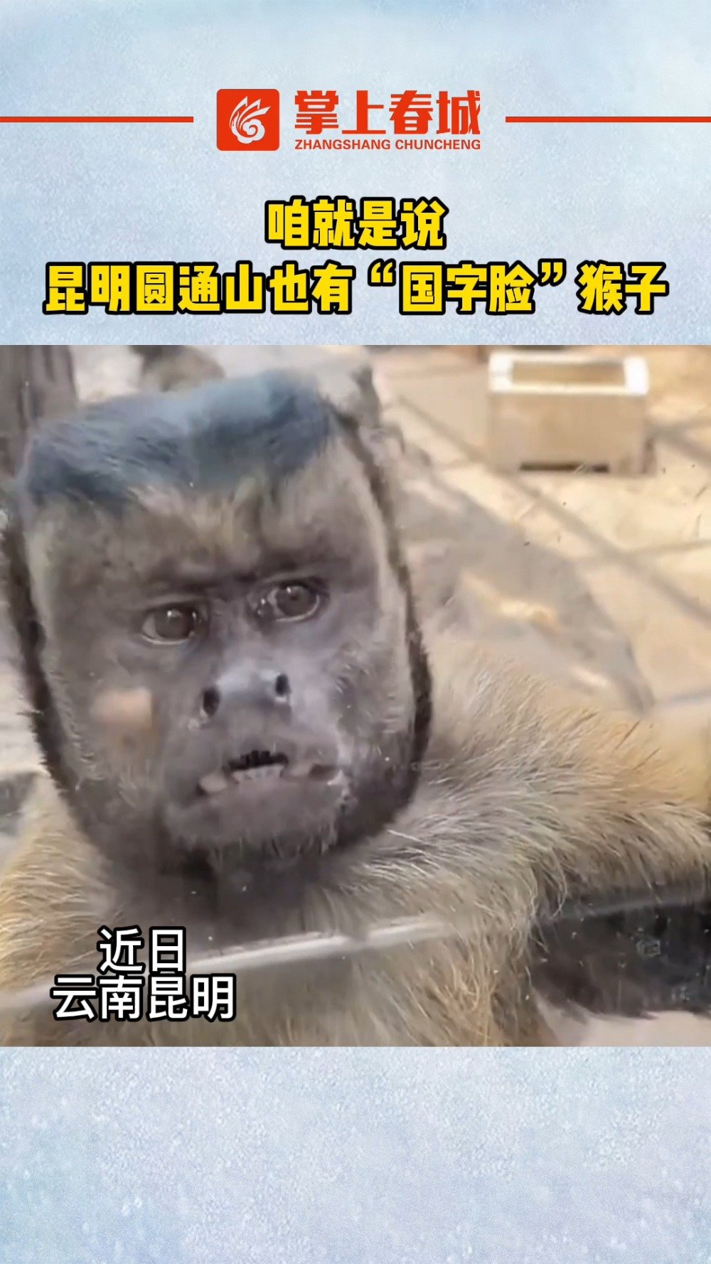 网友:国字脸猴云南分国字脸猴子图片国脸猴