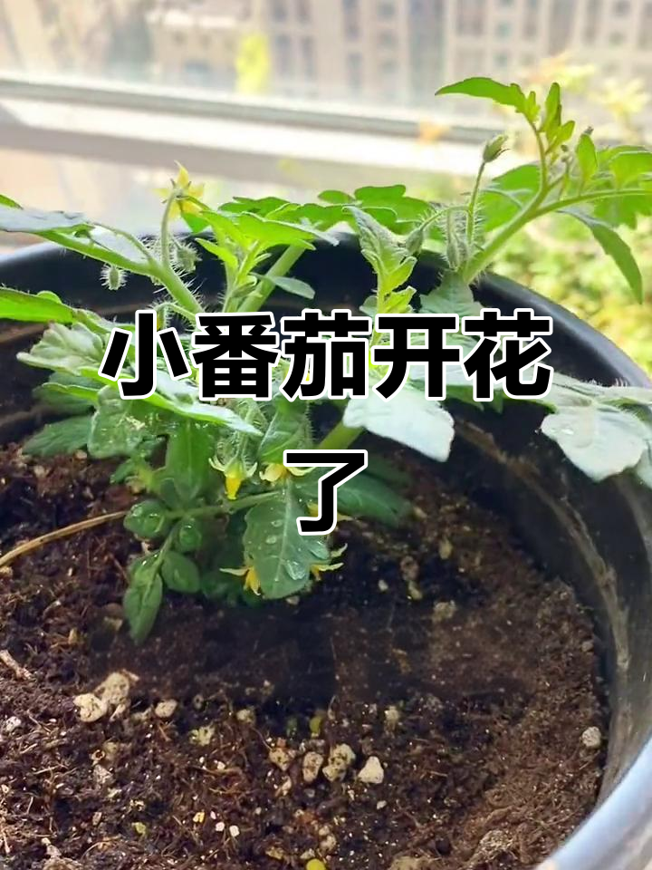 矮生小番茄开花,阳台种菜乐趣多