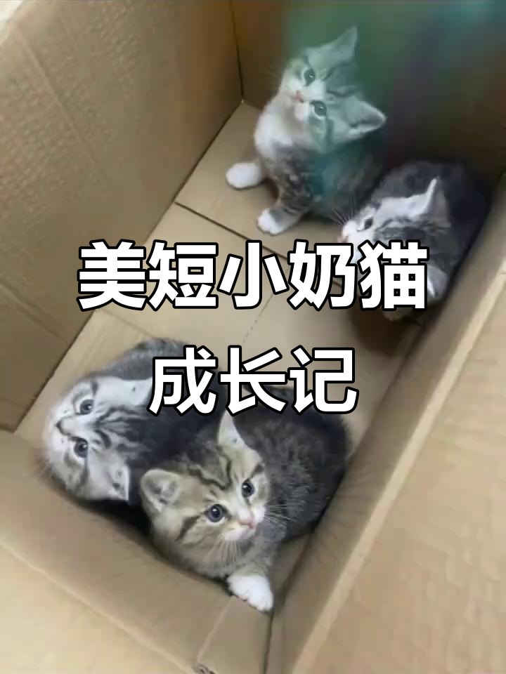 一群美短虎斑幼崽,萌态十足,太可爱了!