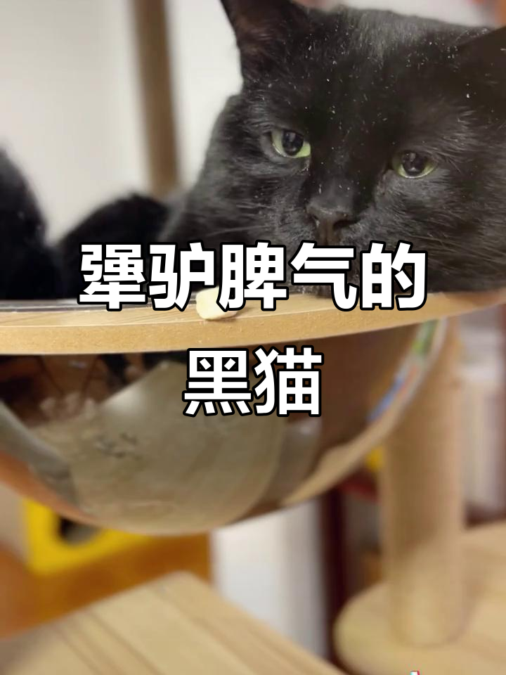 这只黑猫脾气太倔,饿它两天也不吃