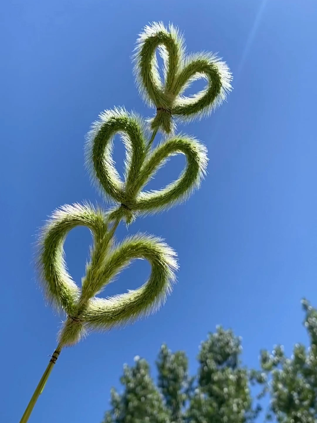 狗尾草编织爱心的图片图片