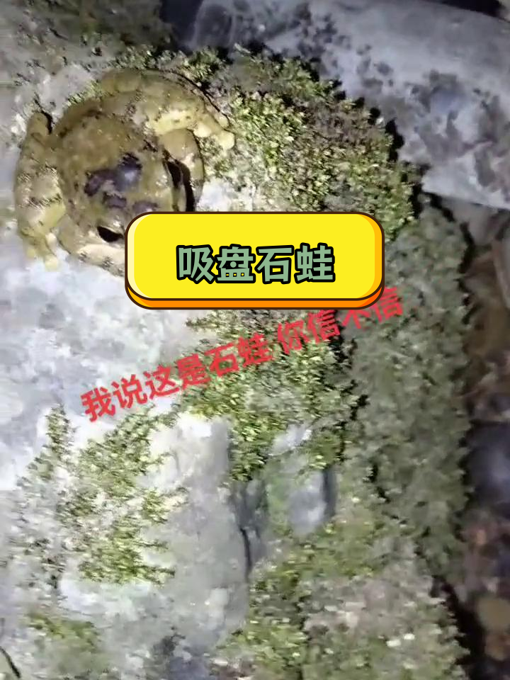 多脚 吸盘 动物图片